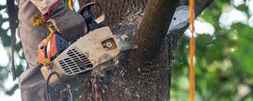 Best Lawn Watering Services  in Port Angeles, WA